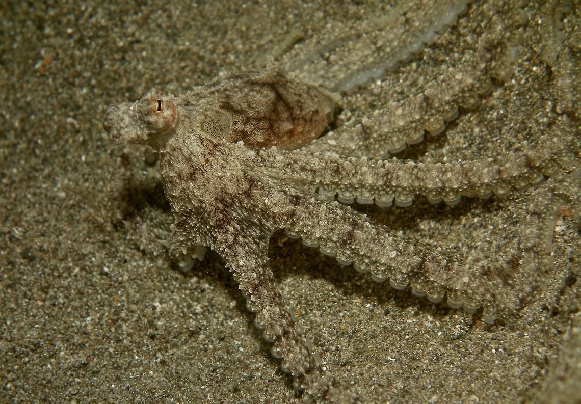 Long Arm Octopus - Abdopus sp This is the same Octopus as in previous Spotting, when it starts to move, &#039;dragging&#039; along its long tentacles, probably the reason for its name.                               <br />
<br />
Picture of its camouflage can be seen here :<br />
<br />
<figure class="photo"><a href="https://www.jungledragon.com/image/47255/can_you_see_me.html" title="Can you see me?"><img src="https://s3.amazonaws.com/media.jungledragon.com/images/2994/47255_thumb.jpg?AWSAccessKeyId=05GMT0V3GWVNE7GGM1R2&Expires=1759968010&Signature=SGSdmOuutzT385C7uWH3OcqiYzc%3D" width="200" height="142" alt="Can you see me? This is a juvenile of a Long Arm Octopus seen during a night dive in sandy bottom areas.  When this Octopus rest and not moving, its tentacles curled up to make a circular look and its colours blended very well with the sandy area for perfect camouflage.<br />
<br />
Clearer picture of the same Octopus can be seen here :<br />
<br />
https://www.jungledragon.com/image/47256/long_arm_octopus_-_octopus_sp.html<br />
<br />
This Octopus has been known for a long time.  Besides Philippines, I have also seen similar Octopus in Indonesia, could possibly be the same one.  However, as of now, it is still an undescribed species!<br />
<br />
 Abdopus sp,Anilao,Batangas,Geotagged,Long Arm Octopus,Octopus,Philippines,Spring" /></a></figure><br />
 Abdopus sp,Anilao,Batangas,Geotagged,Long Arm Octopus,Octopus,Philippines,Spring
