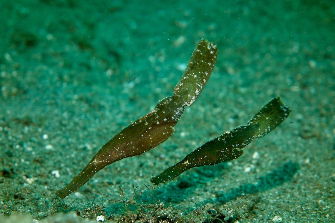 Floating sea grass/algae? Robust Ghostpipefish - Solenostomus cyanopterus belongs to the family of Seahorses.  Unlike Seahorses, it is the female that carries and broods the eggs.<br />
<br />
They can be highly variable in colour - green, brown, grey and in combination with white and black and oftentimes, like in this picture, they have moulted look.  They swims in a 'swaying' motion like dead leaf, grass or algae as a mimicry. Anilao,Batangas,Fish,Geotagged,Ghostpipefish,Philippines,Pipefish,Robust ghost pipefish,Solenostomus cyanopterus,Spring