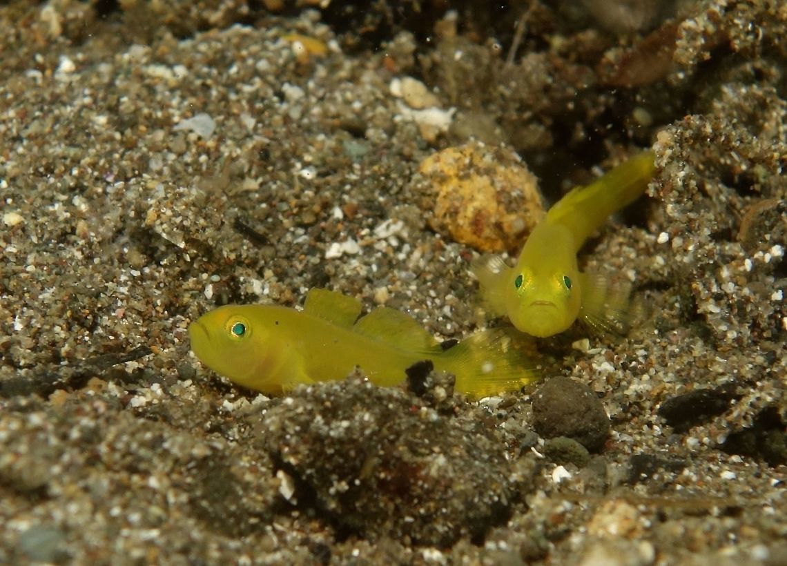 Yellow Pair Pair of Yellow/Golden Goby - Lubricogobius exiguus, small in size, usually around 4 cm in size.<br />
The tends to live among sandy bottoms, using dead tube worms as home.  They have also been seen to use small bottles as home as the small bottles with small opening provides them protection when they are inside the bottle.                                Anilao,Batangas,Fish,Geotagged,Goby,Golden Goby,Lubricogobius exiguus,Philippines,Spring,Yellow Goby,Yellow Pygmy Goby