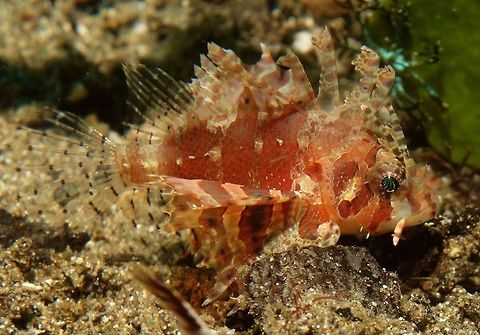 Shortfin Lionfish - Dendrochirus brachypterus This Shortfin Lionfish - Dendrochirus brachypterus are small in size, up to 17 cm.  Mostly red to brow and yellow with fan-like non-filamentous pectoral fins marked with 6-10 dark bands on males (4-6 on females); short skin flap below each eye. Anilao,Batangas,Dendrochirus brachypterus,Dwarf Lionfish,Fish,Geotagged,Lionfish,Philippines,Shortfin Lionfish,Spring