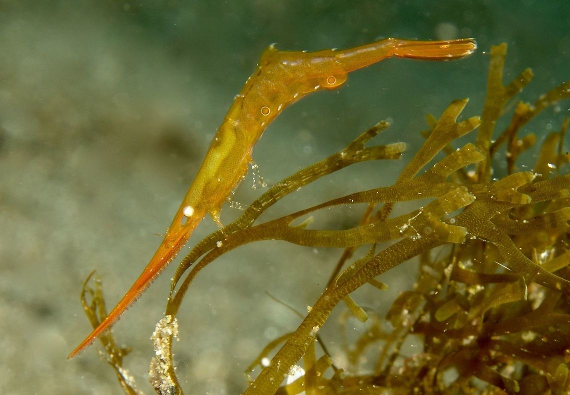 Ocellated Tozeuma Shrimp - Tozeuma lanceolatum The Ocellated Tozeuma Shrimp - Tozeuma lanceolatum is easily identified by the 2 circular spots on its abdomen.<br />
Shrimps from the genus has long pointed snout with saw blade features.<br />
They can be variable in colours - green, brown, grey and shades in between. Anilao,Batangas,Crustacean,Geotagged,Ocellated Tozeuma Shrimp,Philippines,Shrimp,Spring,Tozeuma lanceolatum