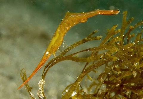 Ocellated Tozeuma Shrimp - Tozeuma lanceolatum The Ocellated Tozeuma Shrimp - Tozeuma lanceolatum is easily identified by the 2 circular spots on its abdomen.
Shrimps from the genus has long pointed snout with saw blade features.
They can be variable in colours - green, brown, grey and shades in between. Anilao,Batangas,Crustacean,Geotagged,Ocellated Tozeuma Shrimp,Philippines,Shrimp,Spring,Tozeuma lanceolatum