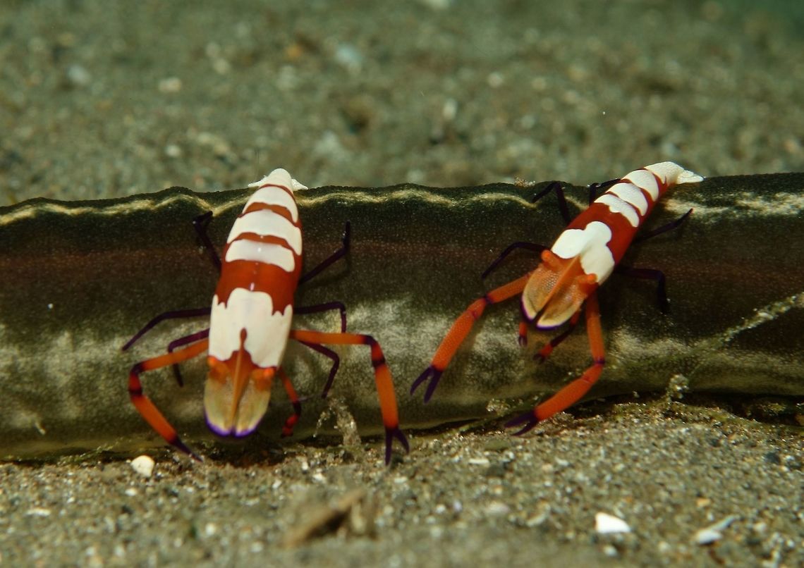 Feeding Emperors Emperor Shrimps - Periclimenes imperator are bright red in colour with white body.  They have purple bands on their legs and also beak.<br />
<br />
This Emperor Shrimps are always found riding on Sea Cucumber as in this picture or Nudibranchs/Pleurobranch.  It is not known if the relationship with their host is commensal other than this Shrimps gets a free ride. <br />
<br />
In this picture, the 2 Emperor Shrimps were seen during a night dive and they are reaching out from the side of the Sea Cucumber to the sandy bottom, grasping for food.                               Emperor shrimp,Geotagged,Periclimenes imperator,Philippines,Spring