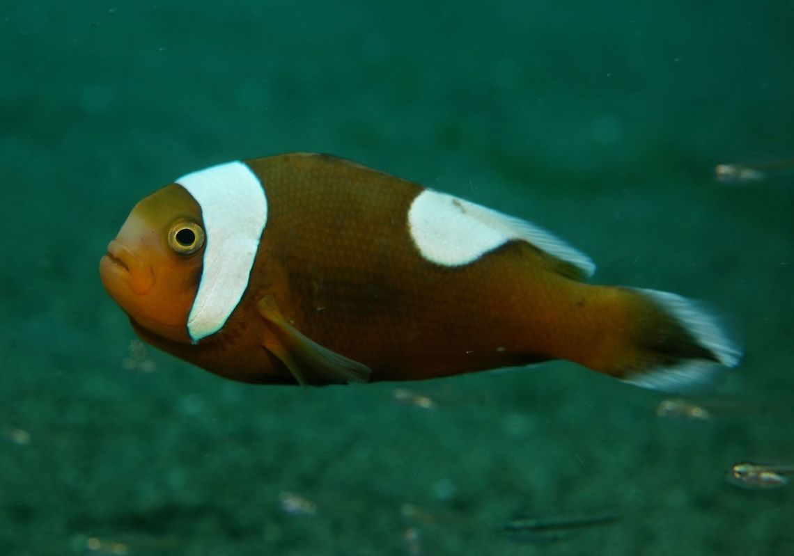 Saddleback Anemonefish - Amphiprion polymnus This Saddleback Anemonefish - Amphiprion polymnus can be very aggressive and has been known to &#039;attack&#039; divers if they stay too close with them for too long, especially when they are brooding their eggs.  Although their bites are harmless, it still cause a little pain and may cause a bit of bleeding. Amphiprion polymnus,Anemonefish,Anilao,Batangas,Clownfish,Fish,Geotagged,Philippines,Saddleback clownfish,Spring