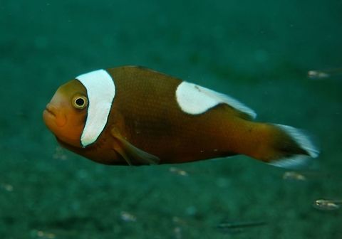 Saddleback Anemonefish - Amphiprion polymnus This Saddleback Anemonefish - Amphiprion polymnus can be very aggressive and has been known to 'attack' divers if they stay too close with them for too long, especially when they are brooding their eggs.  Although their bites are harmless, it still cause a little pain and may cause a bit of bleeding. Amphiprion polymnus,Anemonefish,Anilao,Batangas,Clownfish,Fish,Geotagged,Philippines,Saddleback clownfish,Spring
