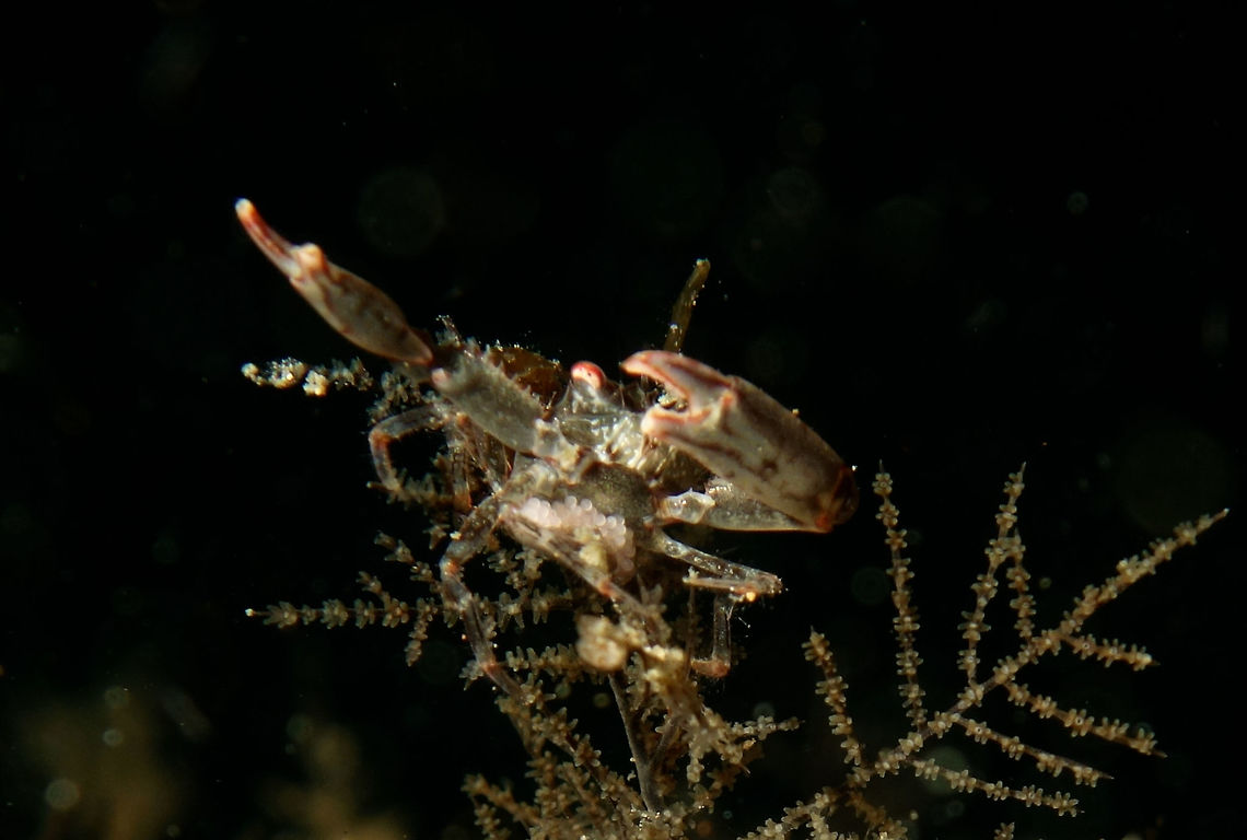 Black Coral Crab - Quadrella maculosa This Black Coral Crab - Quadrella maculosa is found in their host, Black Coral.<br />
They are usually very difficult to find as they tends to 'hide' deep inside the branches of the Black Corals. Anilao,Batangas,Black Coral Crab,Crab,Crustacean,Geotagged,Philippines,Quadrella maculosa,Spring