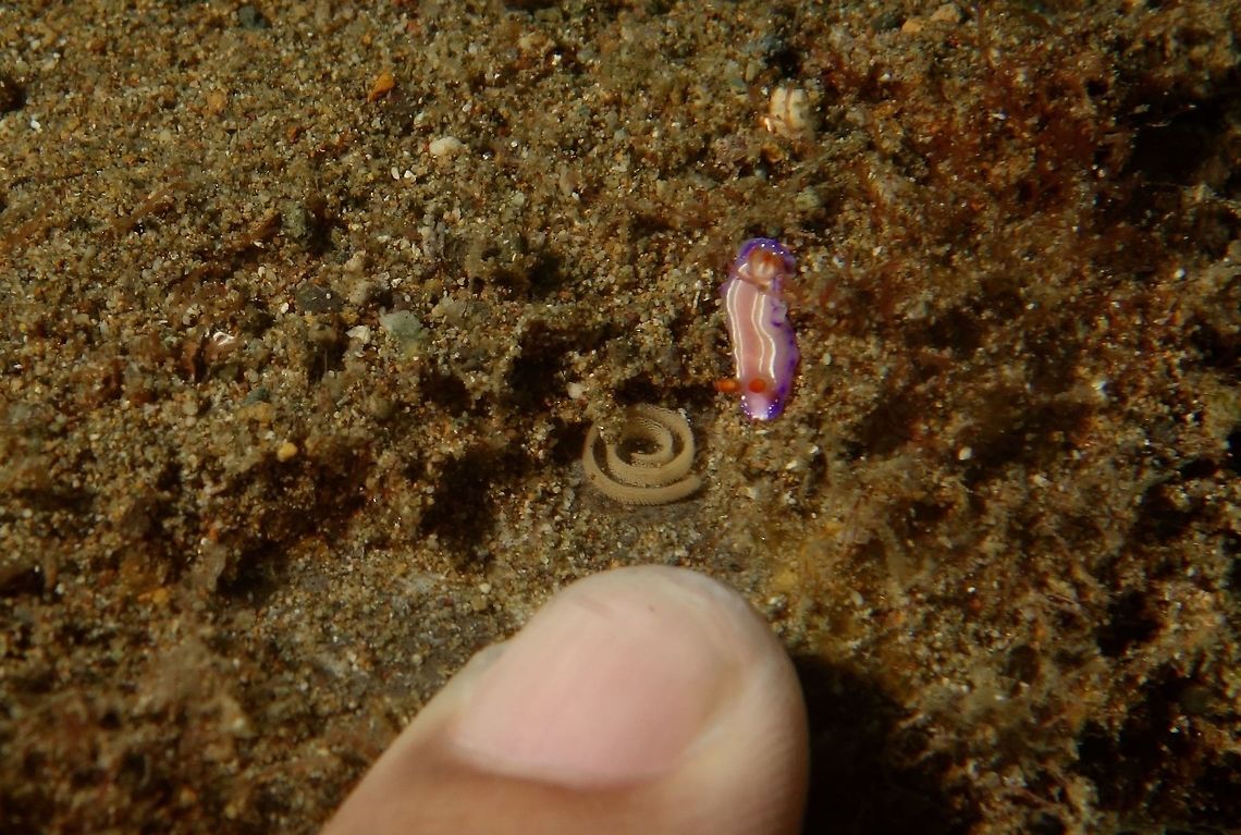 Nudibranch - Verconia alboannulata This Nudibranch species Verconia alboannulata has a snynonym - Noumea alboannulata.<br />
The picture shows my little finger next to the Nudibranch, for size reference, length less than 1 cm but slim.<br />
Next to is is a white spiral stuff, which looks like the eggs of Nudibranch, but not sure if it is the eggs of this particular Nudibranch.                                Anilao,Batangas,Geotagged,Nudibranch,Philippines,Spring,Verconia alboannulata