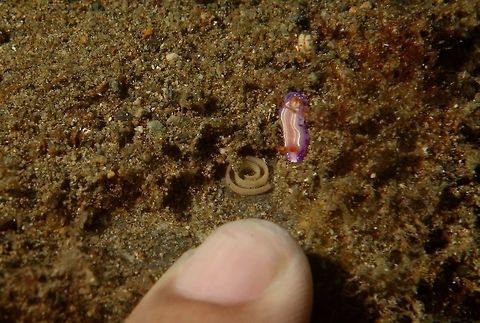 Nudibranch - Verconia alboannulata This Nudibranch species Verconia alboannulata has a snynonym - Noumea alboannulata.
The picture shows my little finger next to the Nudibranch, for size reference, length less than 1 cm but slim.
Next to is is a white spiral stuff, which looks like the eggs of Nudibranch, but not sure if it is the eggs of this particular Nudibranch.                                Anilao,Batangas,Geotagged,Nudibranch,Philippines,Spring,Verconia alboannulata