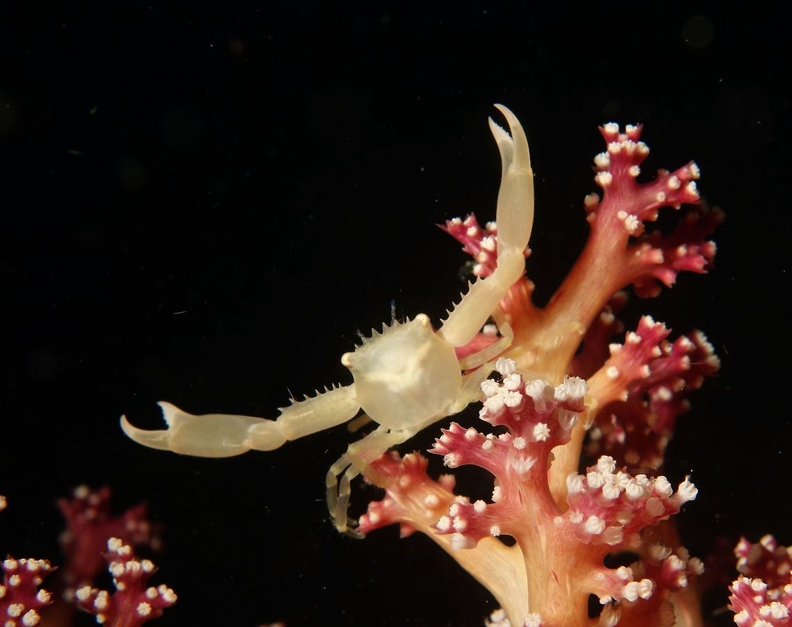 Stay away! This Quadrella coronata  is also known as Soft Coral Crab, Gorgonian Crab and Black Coral Crab.<br />
It is mostly white to yellow in colour.<br />
<br />
They can be very hard to find in their host Soft Corals, as shown in this picture :<br />
<br />
<figure class="photo"><a href="https://www.jungledragon.com/image/47266/soft_corals.html" title="Soft Corals"><img src="https://s3.amazonaws.com/media.jungledragon.com/images/2994/47266_thumb.jpg?AWSAccessKeyId=05GMT0V3GWVNE7GGM1R2&Expires=1759968010&Signature=hoSpt%2B5klOZrWbL2ps%2BiHlWX0LE%3D" width="200" height="154" alt="Soft Corals This is the whole bunch of Soft corals where the Crab from previous Spotting lives.<br />
Can you find the Crab?                                Anilao,Batangas,Geotagged,Philippines,Soft Coral,Spring" /></a></figure><br />
                              Anilao,Batangas,Black Coral Crab,Crab,Geotagged,Gorgonian Crab,Philippines,Quadrella coronata,Soft Coral Crab,Spring