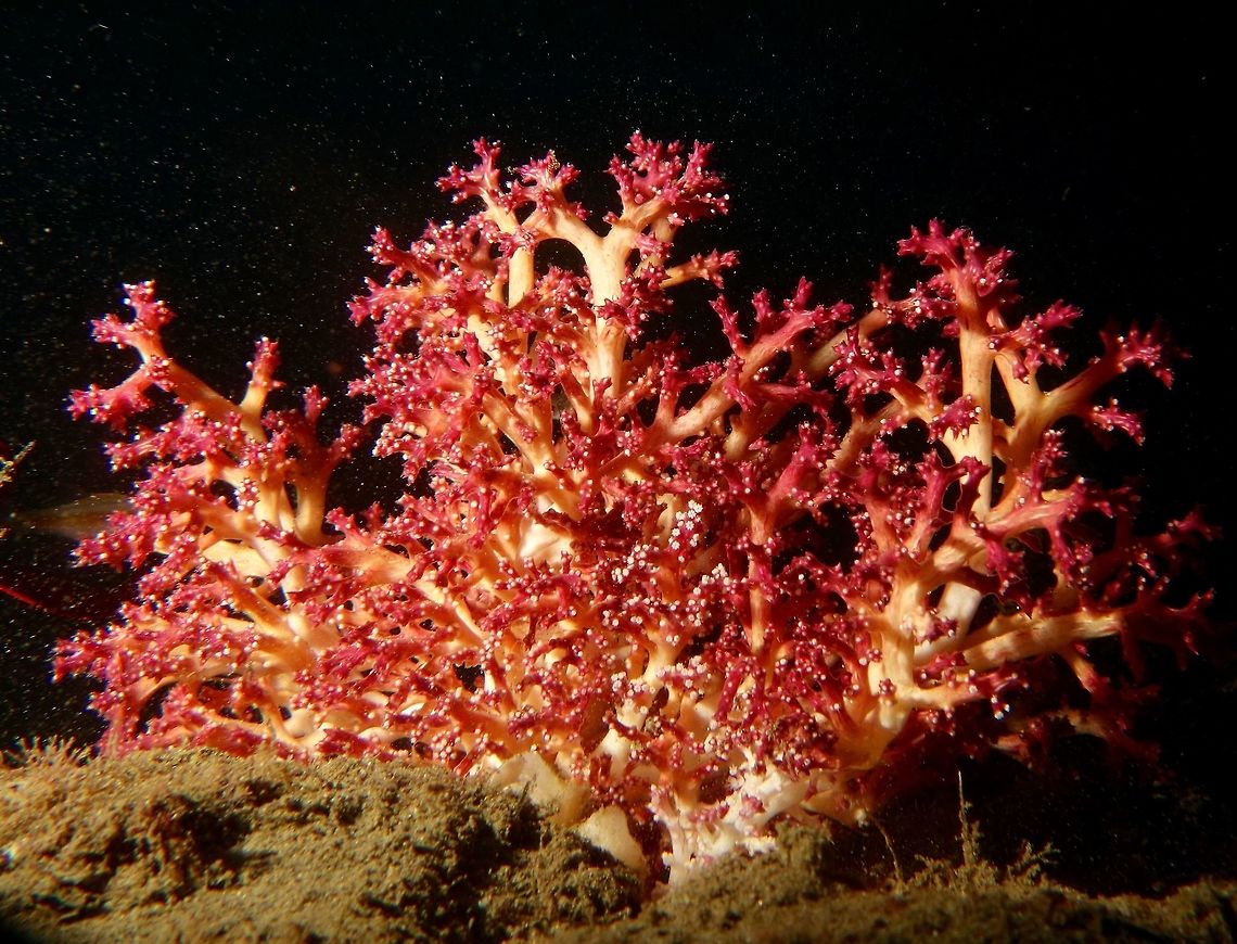 Soft Corals This is the whole bunch of Soft corals where the Crab from previous Spotting lives.<br />
Can you find the Crab?                                Anilao,Batangas,Geotagged,Philippines,Soft Coral,Spring