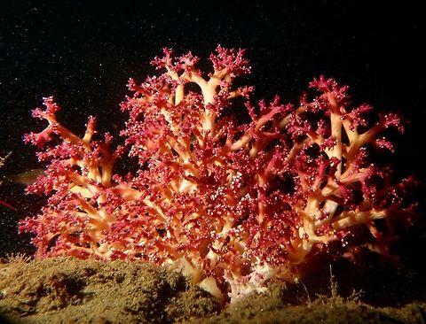 Soft Corals This is the whole bunch of Soft corals where the Crab from previous Spotting lives.
Can you find the Crab?                                Anilao,Batangas,Geotagged,Philippines,Soft Coral,Spring
