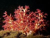 Soft Corals This is the whole bunch of Soft corals where the Crab from previous Spotting lives.<br />
Can you find the Crab?                                Anilao,Batangas,Geotagged,Philippines,Soft Coral,Spring