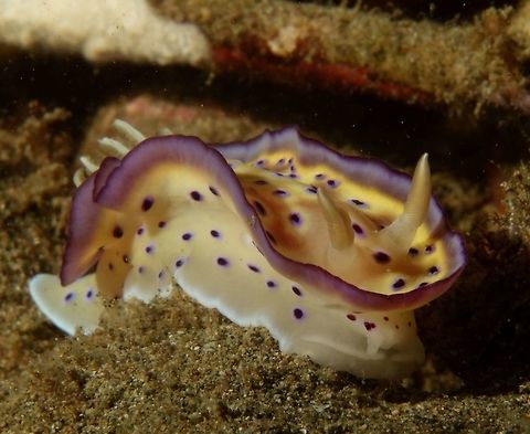 Nudibranch - Goniobranchus kuniei                                 Anilao,Batangas,Geotagged,Goniobranchus kuniei,Nudibranch,Philippines,Spring