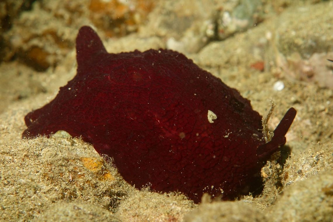 Forskali's Pleurobranch - Pleurobranchus forskalii This is a juvenile Forskali&#039;s Pleurobranch - Pleurobranchus forskalii, just around 8 cm in size.<br />
They can get very big, possibly 20 cm.<br />
Mostly seen at night time as they are nocturnal slugs. Anilao,Batangas,Geotagged,Philippines,Pleurobranchus,Pleurobranchus forskalii,Spring