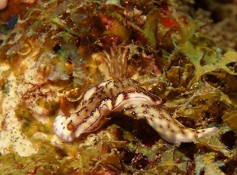 Hypselodoris krakatoa