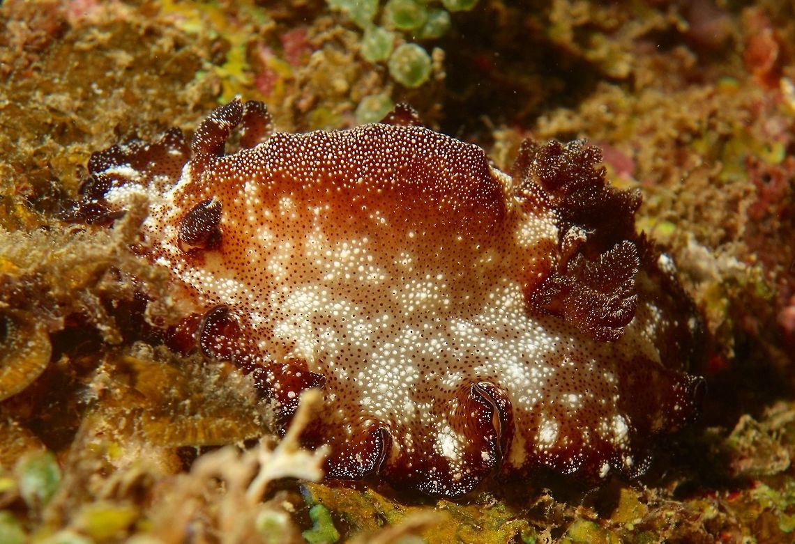 Bohol Discodoris - Discodoris boholiensis Discodoris boholiensis,known commonly as the Bohol Discodoris, is a species of sea slug, a dorid nudibranch, shell-less marine gastropod mollusks in the family Discodorididae.<br />
<br />
Bohol discodoris is widespread throughout the tropical waters of the Indo-West Pacific region,from the eastern coasts of Africa to the Papua New Guinea.<br />
<br />
This nudibranch reaches a length of 12 centimetres. Anilao,Batangas,Bohol Discodoris,Discodoris boholiensis,Geotagged,Nudibranch,Philippines,Slug,Spring