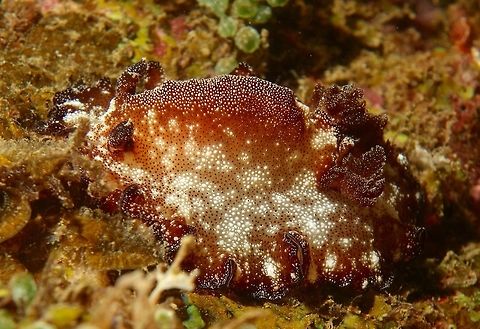 Bohol Discodoris - Discodoris boholiensis Discodoris boholiensis,known commonly as the Bohol Discodoris, is a species of sea slug, a dorid nudibranch, shell-less marine gastropod mollusks in the family Discodorididae.

Bohol discodoris is widespread throughout the tropical waters of the Indo-West Pacific region,from the eastern coasts of Africa to the Papua New Guinea.

This nudibranch reaches a length of 12 centimetres. Anilao,Batangas,Bohol Discodoris,Discodoris boholiensis,Geotagged,Nudibranch,Philippines,Slug,Spring