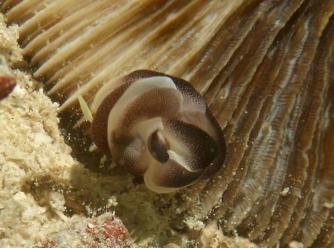 Head Shield Sea Slug - Chelidonura amoena There are two of them in this picture, when they are courting, they tends to be following the tail of each other going in circles like dogs chasing after their tails!                                Anilao,Batangas,Chelidonura amoena,Geotagged,Head Shield Sea Slug,Philippines,Pleasant Chelidonura,Sea Slug,Spring