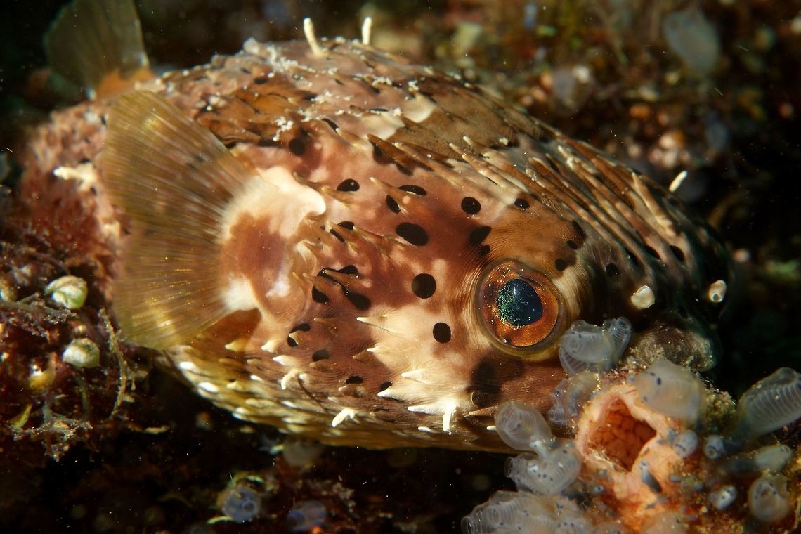 Orbicular Burrfish - Cyclichthys orbicularis The Orbicular Burrfish - Cyclichthys orbicularis are also known as Porcupine Pufferfish for the spines they have all over the body and similar to Pufferfish, they can balloon up as their defensive mechanism.<br />
<br />
They have whitish undercolour with close-set brown to red-brown spots; numerous fixed spike-like spines; several large darkish gray to red-brown blotches. Anilao,Batangas,Birdbeak burrfish,Cyclichthys orbicularis,Fish,Geotagged,Philippines,Porcupine Pufferfish,Pufferfish,Spring