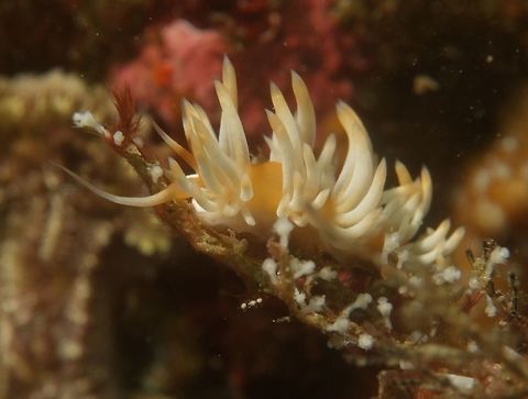 Nudibranch - Caloria sp  Anilao,Batangas,Caloria,Caloria sp,Geotagged,Nudibranch,Philippines,Spring