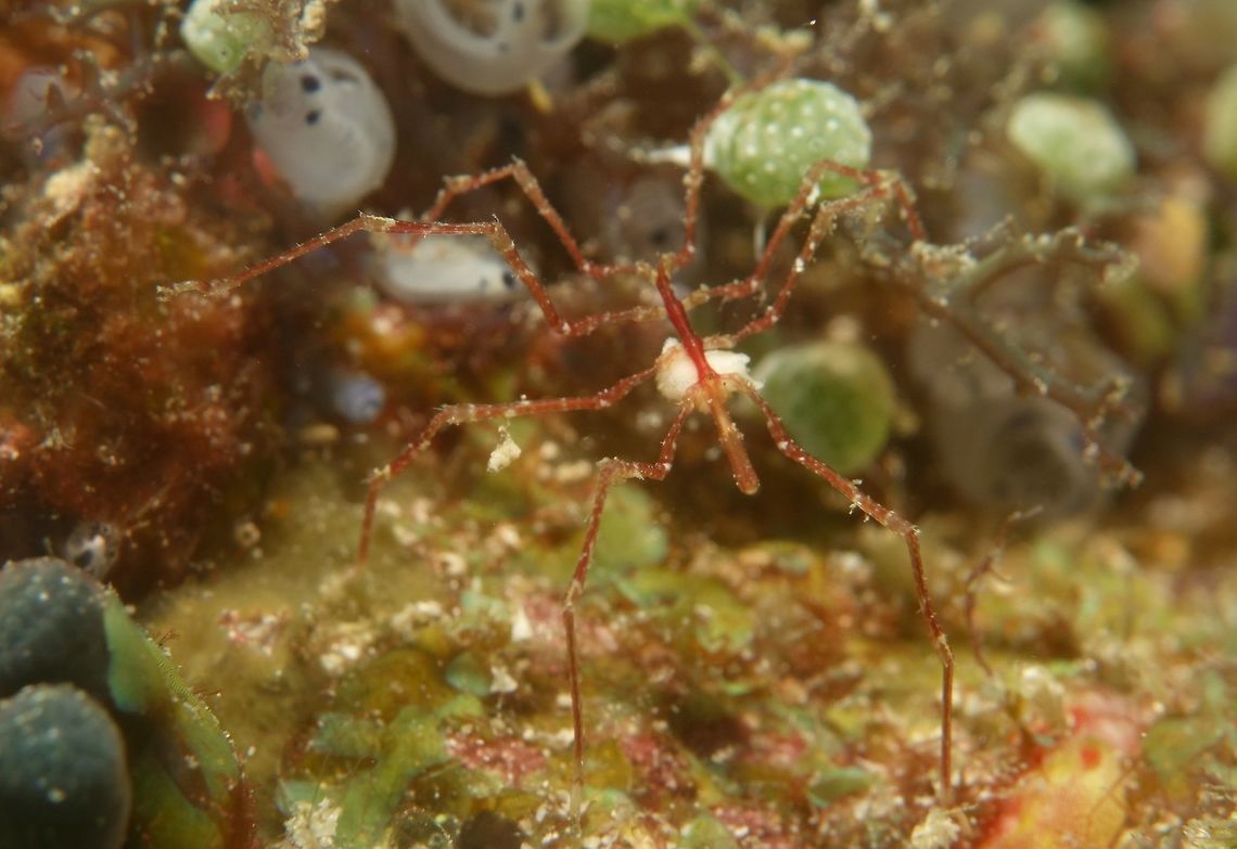 Sea Spider - Pantopoda This is a Sea Spider from the order Pantopoda.<br />
They looks like skeleton only, even on the part of the body, its just as slender as their legs.<br />
In this picture, you can see the head/face which is the smaller protrusion in the front.  Am not sure if they have eyes.<br />
This one was carrying some whitish stuff under its body, which is likely its eggs.<br />
This was one of the bigger Sea Spider I have seen, around 3 cm (legs extended end-to-end). Anilao,Batangas,Geotagged,Pantapoda,Philippines,Sea Spider,Spring