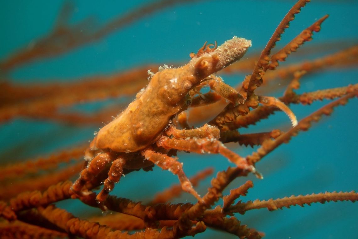 Spider Crab - Xenocarcinus conicus This Spider Crab - Xenocarcinus conicus cane be variable in colour, depending on the host corals they lives in.<br />
In this picture, it is brownish green with light/white band on the centre of its carapace.  They can also be red colour if the host corals are red.  This gives them near perfect camouflage and mimicry. Anilao,Batangas,Conical Spider Crab,Crab,Geotagged,Philippines,Spring,Xenocarcinus conicus