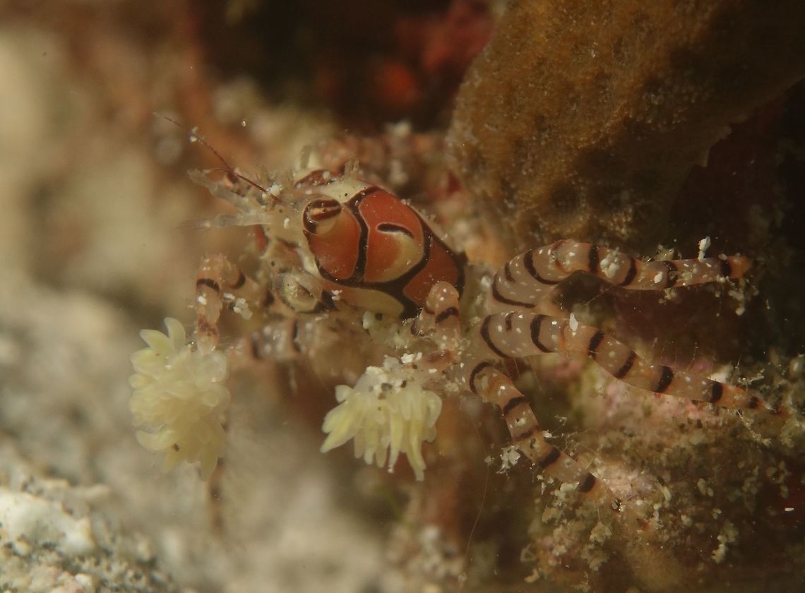Mosaic Boxer Crab - Lybia tessellata This Mosaic Boxer Crab - Lybia tessellata are also known as Pom-Pom Crab for the anemone that they holds in their claws and waving it, just like cheerleaders with their Pom-Pom. Anilao,Batangas,Boxer Crab,Crab,Geotagged,Lybia tessellata,Mosaic Boxer Crab,Philippines,Pom-pom crab,Spring