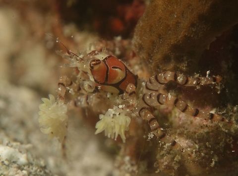 Mosaic Boxer Crab - Lybia tessellata This Mosaic Boxer Crab - Lybia tessellata are also known as Pom-Pom Crab for the anemone that they holds in their claws and waving it, just like cheerleaders with their Pom-Pom. Anilao,Batangas,Boxer Crab,Crab,Geotagged,Lybia tessellata,Mosaic Boxer Crab,Philippines,Pom-pom crab,Spring