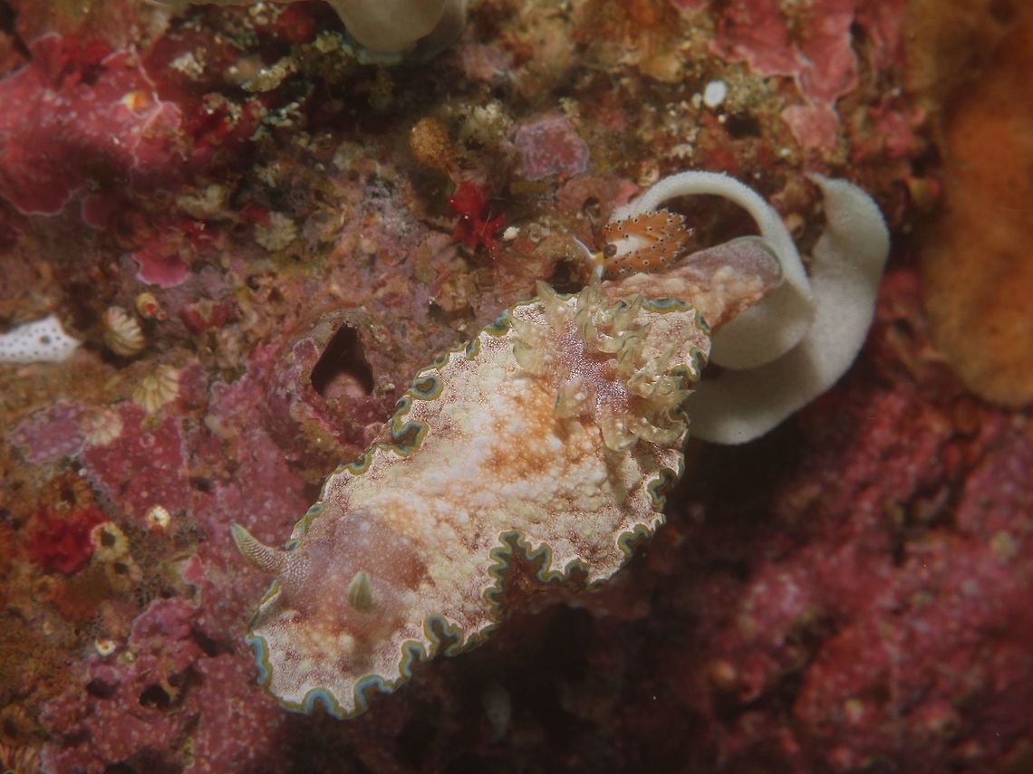 Nudi Eat Nudi Eggs world This was an interesting encounter with this regular sized Nudibranch - Glossodoris cincta, which is around 4 cm.<br />
The first interesting part - it was still in the process of laying her eggs, which is the white strand of ribbon on her back (to the right of the picture).<br />
<br />
Second interesting part - I then noticed something moving on the eggs, which I realised was the nudi eggs eating Nudibranch - Favorinus tsuruganus. This smaller Nudibranch is less than 1 cm in length, it is yellow orangish thing on the side of the bigger Nudibranch, just next to the body, but on top of the whitish eggs. There were 3 of them but the other 2 has crawled to hide in the other side of the eggs ribbon. Anilao,Batangas,Geotagged,Glossodoris cincta,Nudibranch,Philippines,Spring