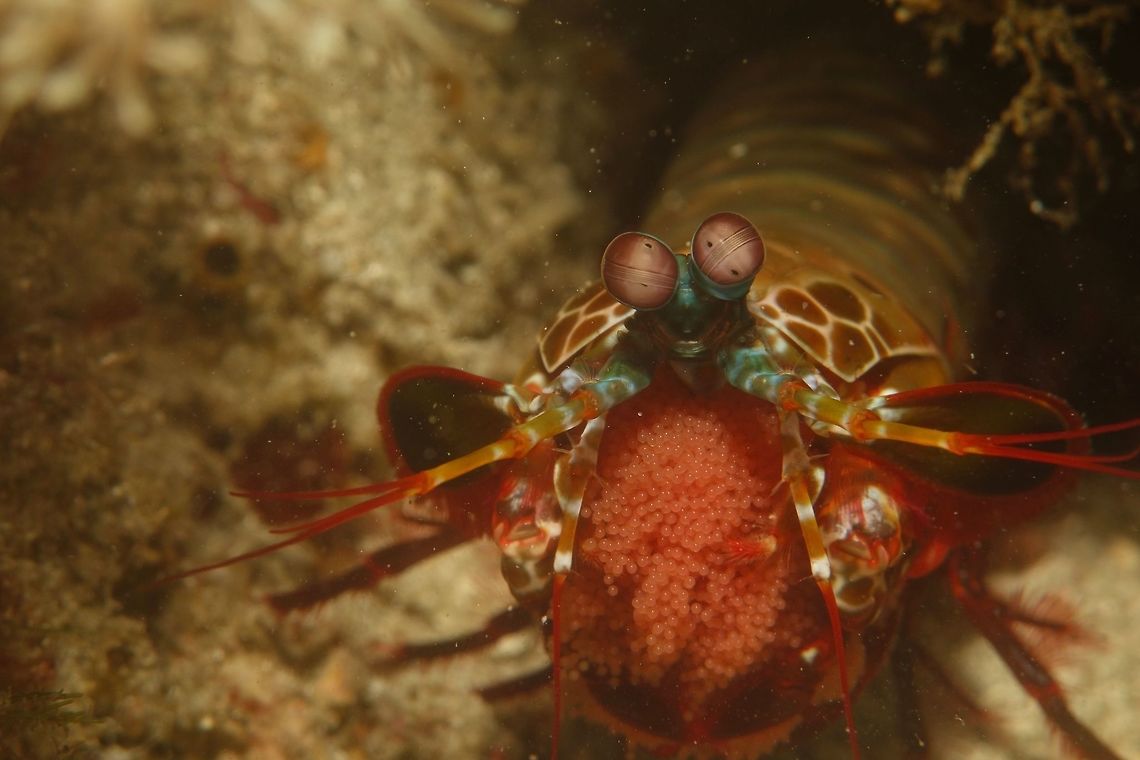 Caviar! Peacock Mantis Shrimp - Odontodactylus scyllarus is fairly commonly seen in the Philippines or at least in Anilao.<br />
They are quite colourful especially the tail part, which gives them their common name - Peacock.<br />
For a fairly commonly seen shrimp, what makes this encounter more special is to see them brooding their eggs.  They carry a big bunch of eggs under the head all the way down to under the abdomen, pinkish in colour, looking like bunches of grapes.  When the eggs are more developed, it is possible to see tiny black dots of the eyes of the embryos.  The eggs this one is carrying is still new as only a spot of white is seen in the eggs. Anilao,Batangas,Eggs,Geotagged,Mantis Shrimp,Odontodactylus scyllarus,Peacock mantis shrimp,Philippines,Shrimp,Spring