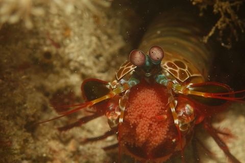 Caviar! Peacock Mantis Shrimp - Odontodactylus scyllarus is fairly commonly seen in the Philippines or at least in Anilao.
They are quite colourful especially the tail part, which gives them their common name - Peacock.
For a fairly commonly seen shrimp, what makes this encounter more special is to see them brooding their eggs.  They carry a big bunch of eggs under the head all the way down to under the abdomen, pinkish in colour, looking like bunches of grapes.  When the eggs are more developed, it is possible to see tiny black dots of the eyes of the embryos.  The eggs this one is carrying is still new as only a spot of white is seen in the eggs. Anilao,Batangas,Eggs,Geotagged,Mantis Shrimp,Odontodactylus scyllarus,Peacock mantis shrimp,Philippines,Shrimp,Spring