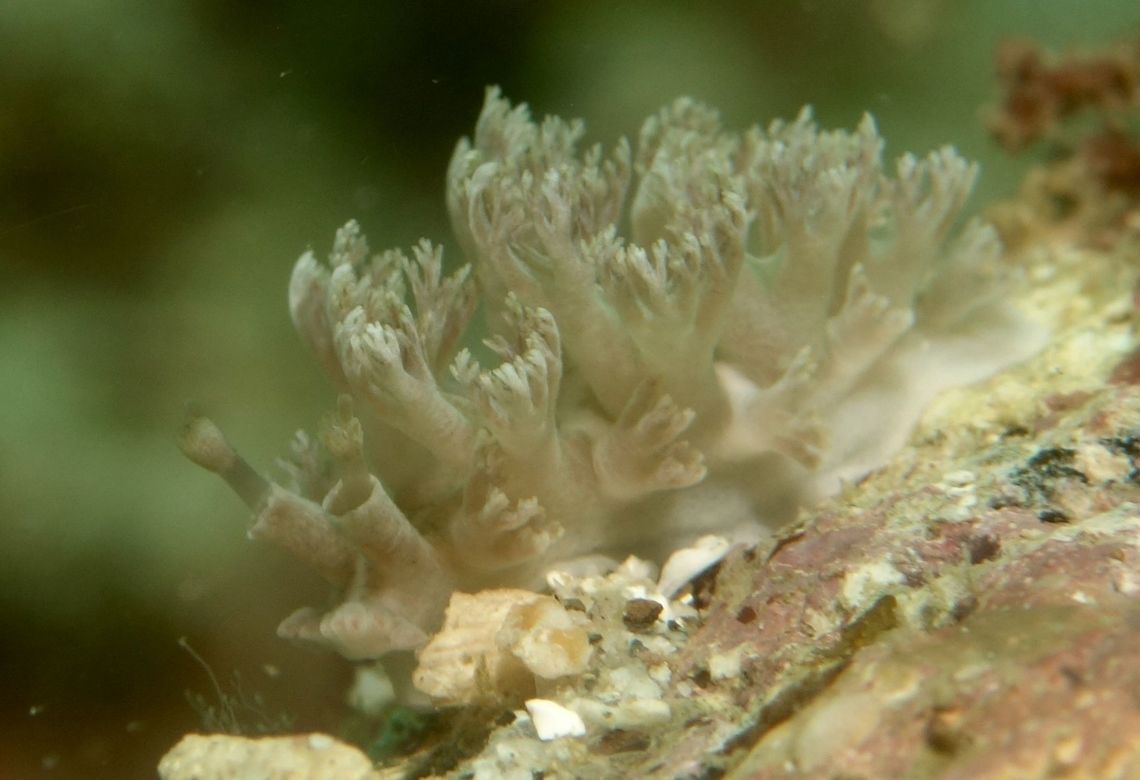 Nudibranch - Marionia elongoviridis This Nudibranch - Marionia elongoviridis are nocturnal animal and usually comes out to feed on corals at night.<br />
During day time, they tends to hide under rocks and rubbles. Anilao,Batangas,Geotagged,Marionia elongoviridis,Nudibranch,Philippines,Spring