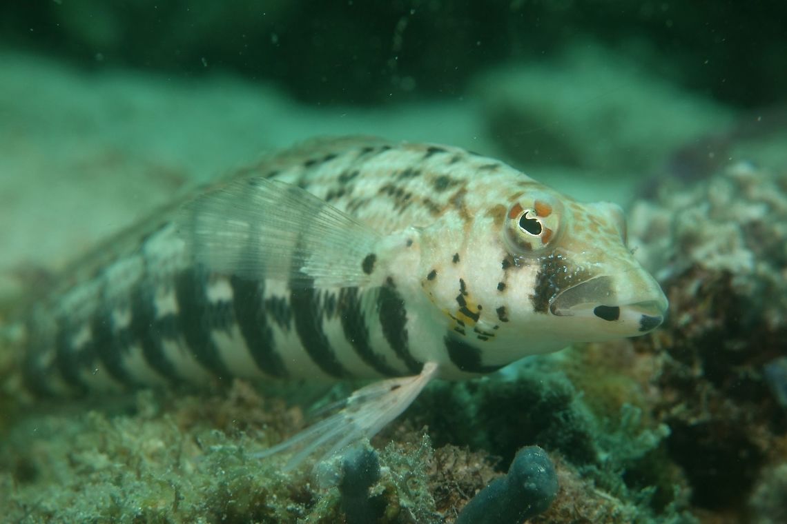 Sandperch - Parapercis clathrata This is a female Latticed Sandperch - Parapercis clathrata.<br />
The main difference with the male is that she doesn&#039;t has the dark ocellated spot above their gills cover. Anilao,Batangas,Fish,Geotagged,Latticed Sandperch,Parapercis clathrata,Philippines,Sandperch,Spring