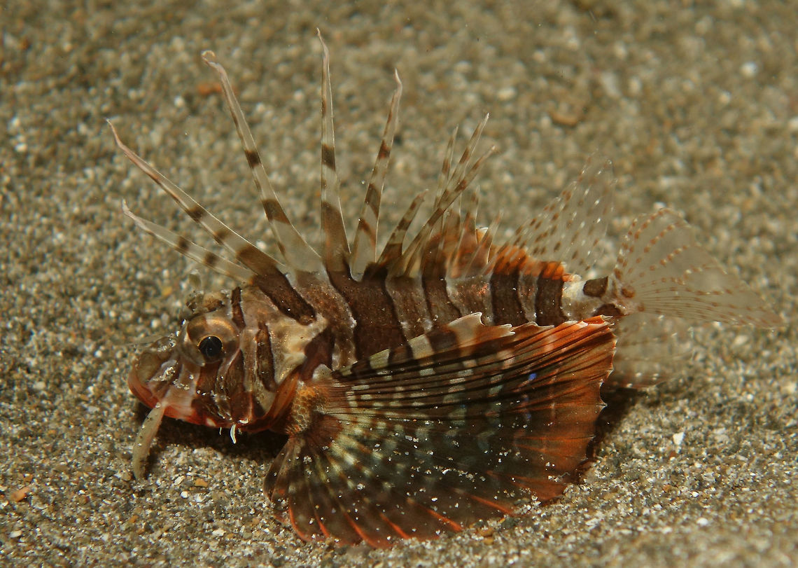 Gurnard Lionfish - Parapterois heterura This Parapterois heterura has several common names - Gurnard Lionfish, Blackfin Lionfish and even Blackfoot (fish don&#039;t have feets!) Lionfish or Firefish (strange name).  Sometimes, the common names are &#039;loosely&#039; translated from non-English speaking countries resulting in weird names. Anilao,Batangas,Fish,Geotagged,Gurnard Lionfish,Lionfish,Parapterois heterura,Philippines,Spring