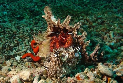 Puffer Meal This White-Spotted Hermit Crab - Dardanus megistos was feeding on a dead Porcupine Pufferfish. Anilao,Batangas,Crab,Dardanus megistos,Geotagged,Hermit Crab,Philippines,Spring,White-Spotted Hermit Crab