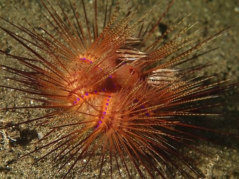 Needle Home This Astropyga radiata has several common names - Rainbow Urchin, False Fire Urchin, Red Urchin and more!
Other animals uses them for protection, like in this instance, the juvenile Cardinal fishes are taking refuge in between the long spines/needles. Anilao,Astropyga radiata,Batangas,Geotagged,Philippines,Red urchin,Sea Urchin,Spring,Urchin
