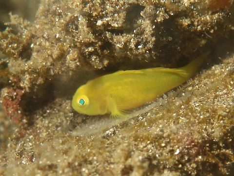 Taking care of next generation This Yellow/Golden Goby is brooding her eggs, which is the whitish stuff she is sitting on. Anilao,Batangas,Eggs,Geotagged,Goby,Golden Goby,Lubricogobius exiguus,Philippines,Spring,Yellow Goby