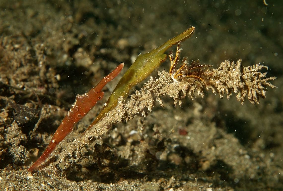 Proud Parents This pair of Ocellated Tozeuma Shrimp - Tozeuma lanceolatum is in different colour; brownish red and green.<br />
The green one is carrying some eggs. Anilao,Batangas,Eggs,Geotagged,Ocellated Tozeuma Shrimp,Philippines,Saw Blade Shrimp,Shrimp,Spring,Tozeuma lanceolatum