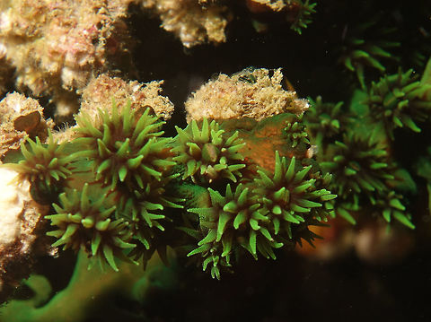 Black Cup Coral - Tubastraea micrantha Usually during day time, the Polyps of this Black Cup Coral is not exposed/seen, in this instance, you will only see the branching skeletons.  When they are feeding, usually at night or late afternoon, then the polyps opens up.
 Anilao,Batangas,Black Cup Coral,Coral,Geotagged,Philippines,Spring,Tubastraea micrantha