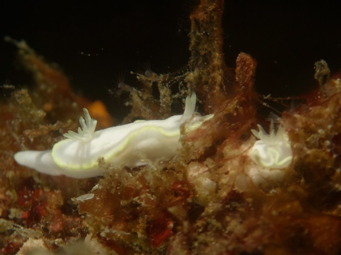 Nudibranch - Glossodoris pallida This Glossodoris pallida nudibranch are small in size, usually around 1 cm or smaller.<br />
Almost all white in colour with yellow edges on the mantle.<br />
There are 2 of them in the picture, the second one on the right is tucking into the crevices and partially covered by algae. Anilao,Batangas,Geotagged,Glossodoris pallida,Nudibranch,Philippines,Spring