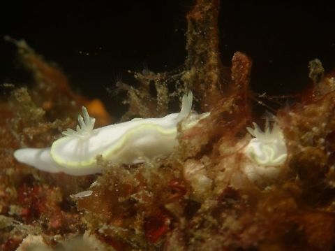 Nudibranch - Glossodoris pallida This Glossodoris pallida nudibranch are small in size, usually around 1 cm or smaller.
Almost all white in colour with yellow edges on the mantle.
There are 2 of them in the picture, the second one on the right is tucking into the crevices and partially covered by algae. Anilao,Batangas,Geotagged,Glossodoris pallida,Nudibranch,Philippines,Spring