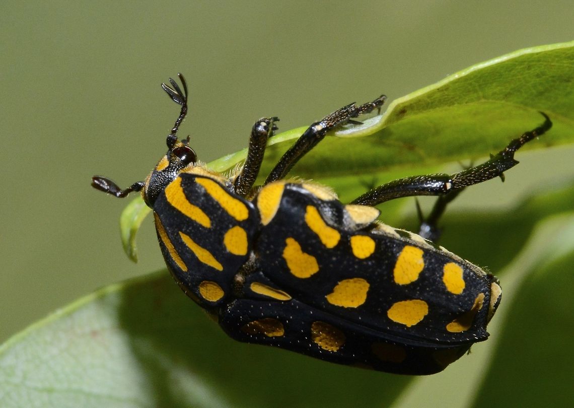 Flower Chafer Beetle - Euglypta flavopunctata Not sure if this could be a Flower Chafer Beetle "Cetoniidae",Beetle,Cetoniinae,Euglypta flavopunctata,Geotagged,Mindoro,Philippines,Puerto Gallera,Scarabaeidae,Spring