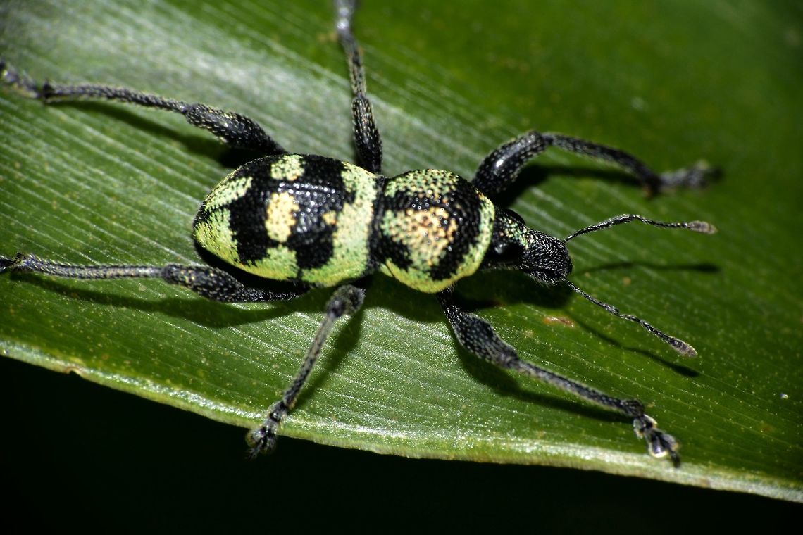 Weevil - Pachyrrhynchus sp. Weevil, around 1.5 cm in size, black in colour with shiny green markings. Beetles,Geotagged,Mindoro,Philippines,Puerto Gallera,Spring,Weevil