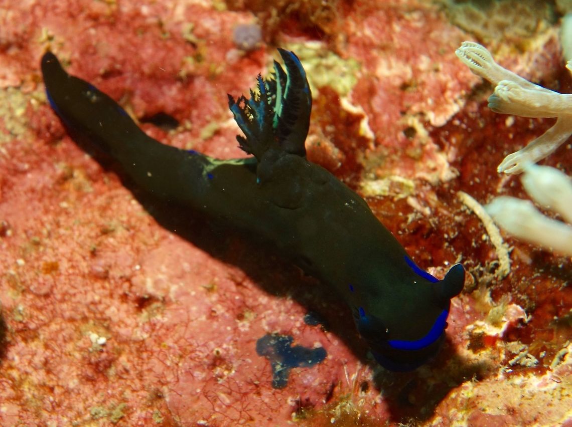 Nudibranch - Tambja morosa This Tambja morosa nudibranch has dark green to black body with blue edges on its mantle and gills and sometimes, blue spots on the body. Geotagged,Mindoro,Nudibranch,Philippines,Puerto Gallera,Spring,Tambja morosa