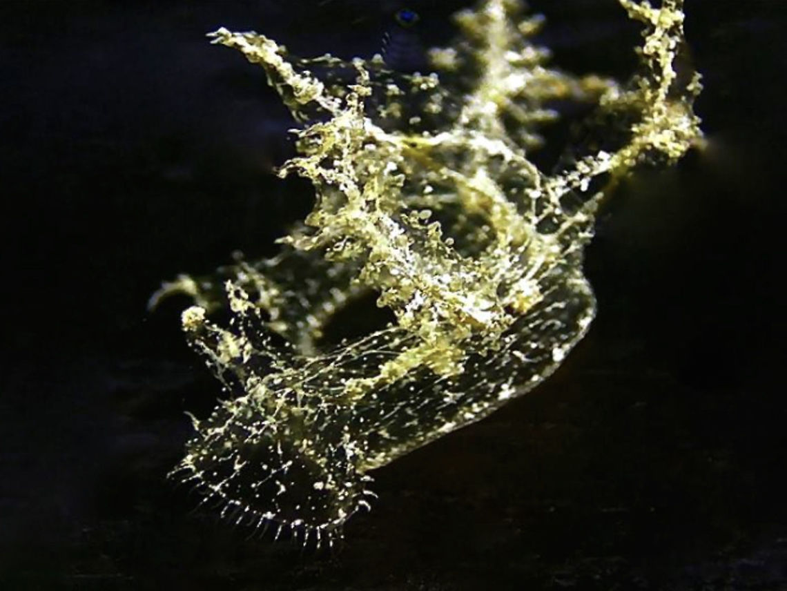 Nudibranch - Melibe engeli This is a small size Melibe engeli Nudibranch, around 4-5 cm.  It has transparent body with markings of brown/grey on its body.  It was swimming/floating in the water column when I saw it during a night dive. Anilao,Batangas,Fall,Geotagged,Melibe engeli,Nudibranch,Philippines