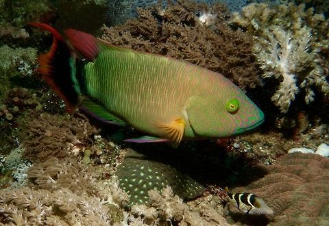 Tripletail Wrasse - Cheilinus trilobatus  Cheilinus trilobatus,Geotagged,Mindoro,Philippines,Puerto Gallera,Spring,Tripletail Wrasse,Wrasse