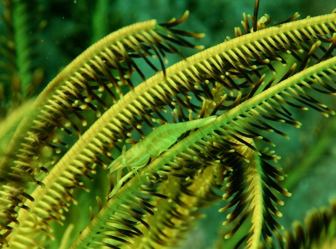 Amboinensis Crinoid Shrimp - Periclimenes amboinensis This Laomenes amboinensis is also known as Periclimenes amboinensis (synonym), scientifically.<br />
Small in size, between 1 - 1.5 cm, they can be highly variable in colours - Yellow, White,Black,Blue,Orange,Green,Brown and in combination of colours, all depending on the host Crinoid that it lives on, for camouflage.<br />
 Crinoid Shrimp,Geotagged,Laomenes amboinensis,Mindoro,Periclimenes amboinensis,Philippines,Puerto Gallera,Shrimp,Spring