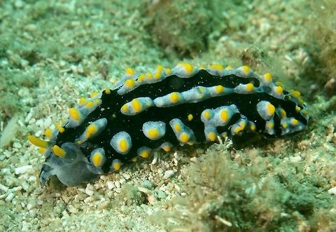 Fried Egg Nudibranch This Phyllidia varicosa Nudibranch is fondly called Fried Egg Nudibranch. Fried Egg Nudibranch,Geotagged,Mindoro,Nudibranch,Philippines,Phyllidia varicosa,Puerto Gallera,Spring