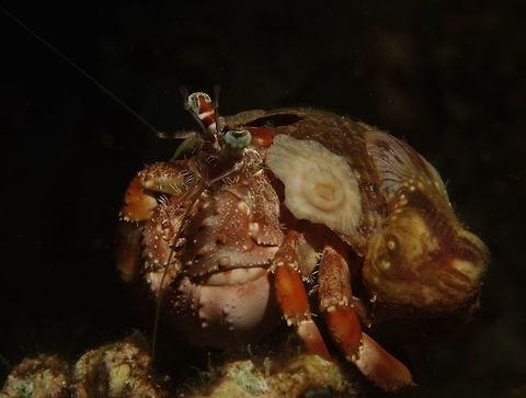 Anemone Hermit Crab - Dardanus pedunculatus This Anemone Hermit Crab - Dardanus pedunculatus collects Anemone, hence its name, to decorate its shell as a way for defence. Anemone hermit crab,Cebu,Crab,Dardanus pedunculatus,Geotagged,Hermit Crab,Malapascua,Philippines,Spring