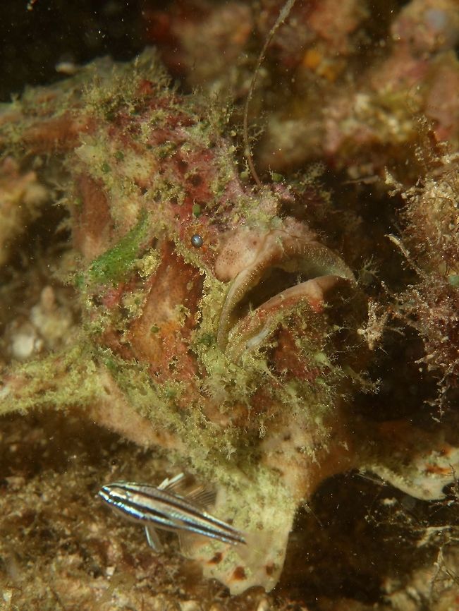 Eyeing his dinner This Marble-Mouth Frogfish - Lophiocharon lithinostomus was using its lure to hunt the small fish swimming in front of him.  They may flick the lure just like it is fishing and when the small fish comes close enough, they will swallow the fish full.  They are capable of swallowing a prey that is nearly the same size as them. Cebu,Frogfish,Geotagged,Lophiocharon lithinostomus,Malapascua,Marble-Mouthed Frogfish,Philippines,Spring